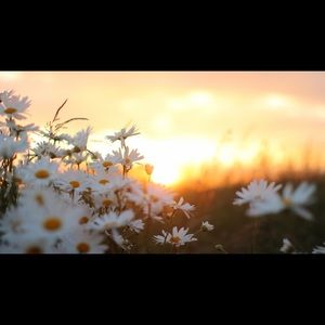 Meet your Posher, Daisy